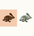 wild hare or rabbit is jumping cute bunny vector image vector image
