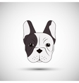 french bulldog design pet and animal concept vector image