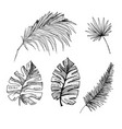 coconut palms sketch or queen palmae with leaves vector image