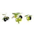 olive realistic set vector image vector image