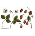 set hand drawn colored strawberry vector image