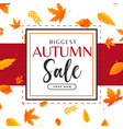 autumn sale background with leaves pattern vector image