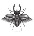 antique of insect stag beetle bug engraving vector image