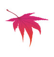 maple autumn leaf vector image vector image