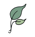 leaf hand drawn icon color isolated vector image vector image