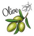 olive drawing icon vector image vector image