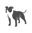dog pitbull terrier vector image