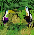 picture toucan in the jungle vector image vector image