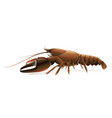 signal crayfish isolated vector image vector image