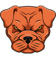 angry bulldog head mascot character vector image