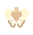 human pelvis icon vector image