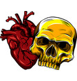 human skull with heart design vector image