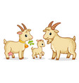 a family of goats stands on white background vector image vector image