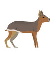 dolichotis patagonum - patagonian mara - side view vector image vector image