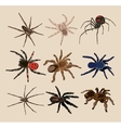spiders set vector image