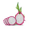 dragon fruit vector image
