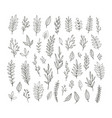 hand drawn vintage botanical collection vector image