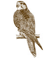 engraving drawing of falcon vector image vector image