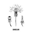 dandelion in blossom black ink sketch vector image vector image