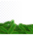 green fir branches border christmas tree twig vector image vector image