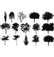 silhouettes of trees vector image