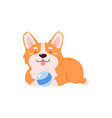 cheerful corgi dog playing with ball cartoon flat vector image
