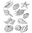 hand drawing seashells set 3 vector image vector image