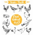 set hand drawn eggs farm fresh chicken meat vector image