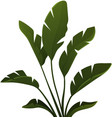 green tropic palm banana leaves tree vector image vector image