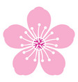 cherry blossom flower vector image