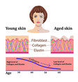 faces and two types of skin - aged vector image vector image
