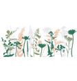 drawing wild flowers vector image vector image
