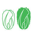 chinese cabbage vector image vector image