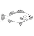 fish vintage vector image