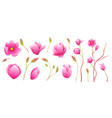 magnolia flowers fine art isolated clip art vector image