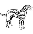 decorative standing portrait of irish wolfhound vector image
