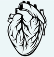 human heart vector image