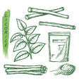 licorice spice liquorice root seasonings sketch vector image vector image
