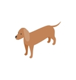 dachshund dog icon isometric 3d style vector image vector image
