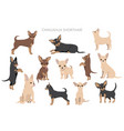 chihuahua dogs in different poses adult and puppy vector image vector image