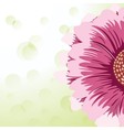 gerbera daisy vector image vector image