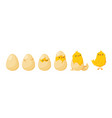chick hatching from egg development of poultry vector image