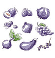 assortment of purple foods fruit and vegetables vector image