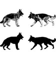 german shepherd dog silhouette and sketch vector image
