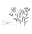 lisianthus flower drawing vector image