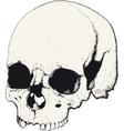 skull in profile vector image