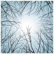 winter natural background vector image vector image
