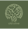 old mediterranean olive tree decorative silhouette vector image