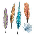 colorful of feather vector image vector image
