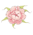 flower - pink peony vector image